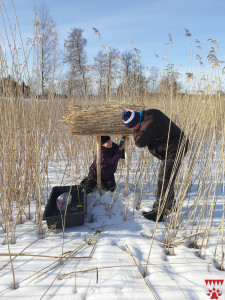Sorsan keinopesän pystytys. Kuva: Päivi Välimäki